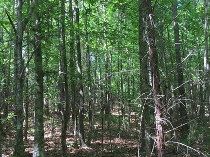 Property in Lee County, Alabama