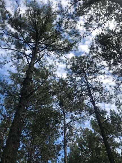 Property in Allen Parish, Louisiana