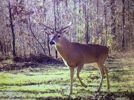 Property in Talladega County, Alabama