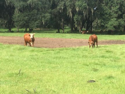 Property in Madison County, Florida