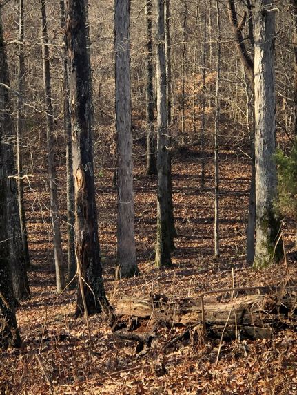 Property in Itawamba County, Mississippi
