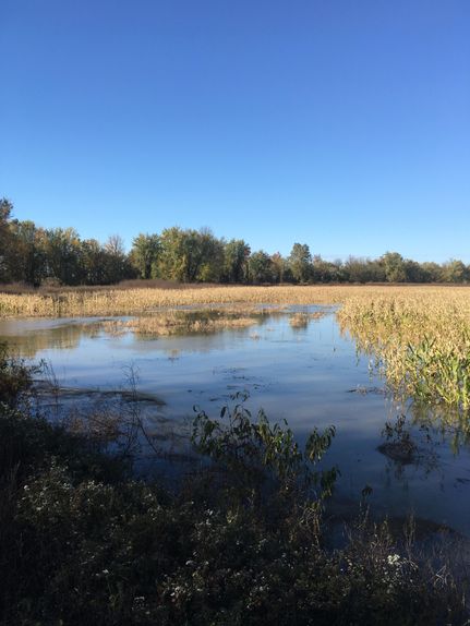 Property in Carlisle County, Kentucky