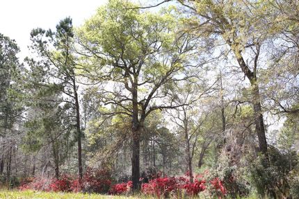 Property in Bryan County, Georgia