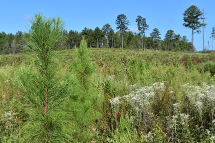 Property in Quitman County, Georgia