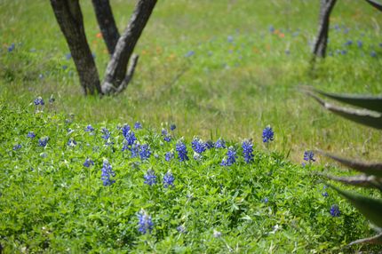 Property in Falls County, Texas