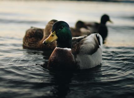 Property in Chicot County, Arkansas