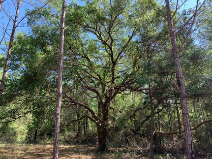 Property in Covington County, Alabama