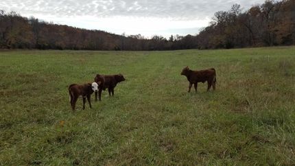 Property in Ozark County, Missouri