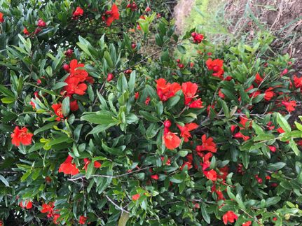 Property in Tulare County, California