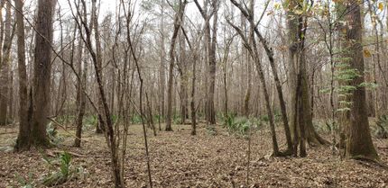 Property in Wilcox County, Alabama