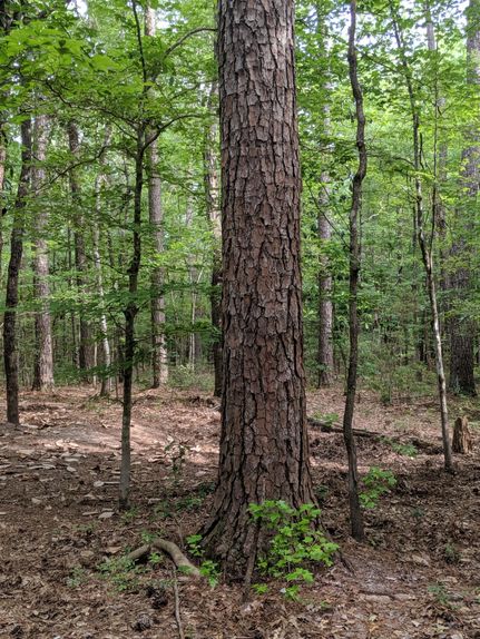 Property in Tyler County, Texas