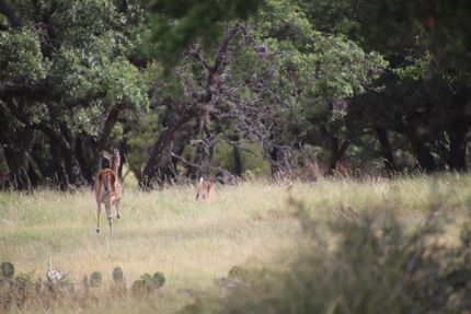 Property in Edwards County, Texas