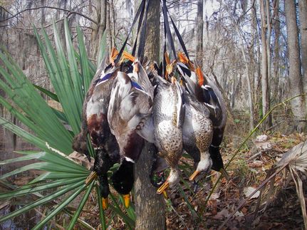 Property in Carroll County, Mississippi