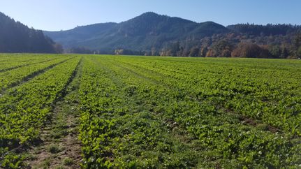 Property in Douglas County, Oregon