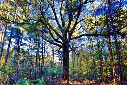 Property in Caddo Parish, Louisiana