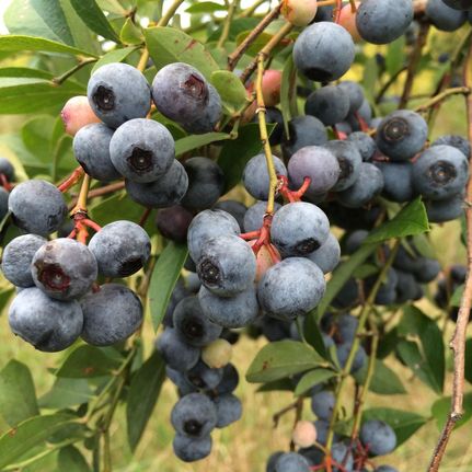 Property in Oglethorpe County, Georgia