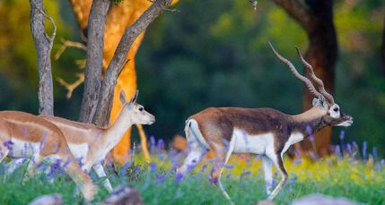 Property for sale in Menard County, Texas