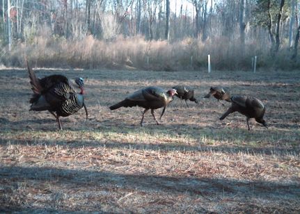 Property in Orangeburg County, South Carolina