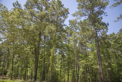 Property in San Jacinto County, Texas