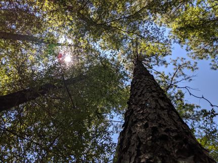 Property in Bowie County, Texas