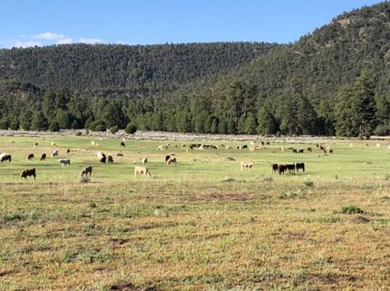 Property in Catron County, New Mexico