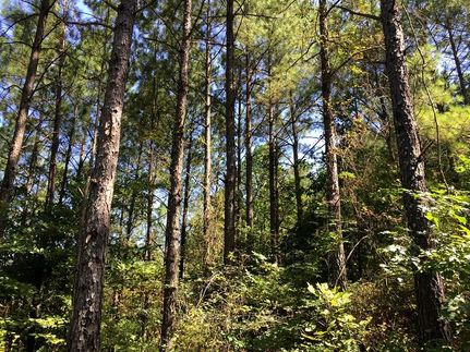 Property in Tishomingo County, Mississippi