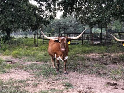 Property in Jack County, Texas