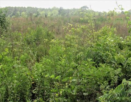 Property in Sabine Parish, Louisiana