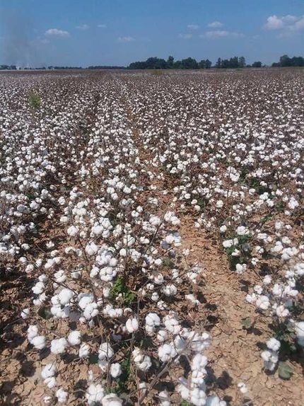 Property in Crittenden County, Arkansas