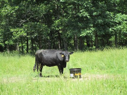 Property in Shannon County, Missouri
