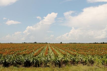 Property in Fort Bend County, Texas