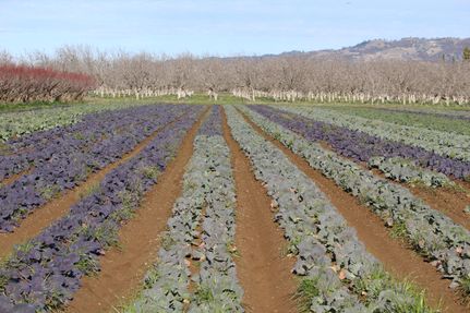 Property in Yolo County, California