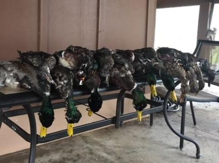 Property in Madison Parish, Louisiana