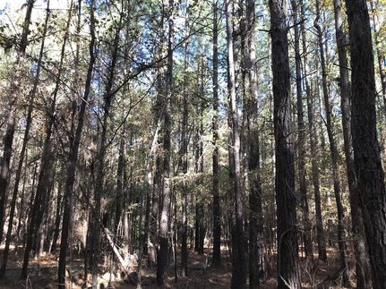 Property in Dallas County, Arkansas