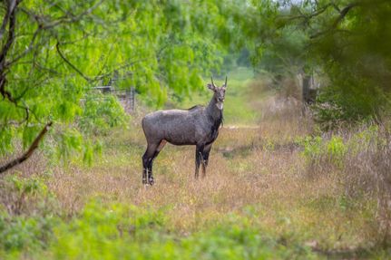 Property in Kenedy County, Texas