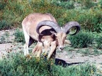 Property in Val Verde County, Texas