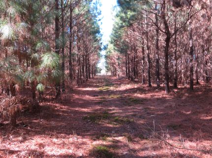 Property in Cass County, Texas