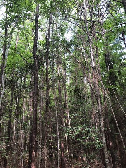 Property in Monroe County, Alabama