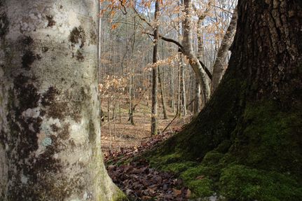 Property in Heard County, Georgia