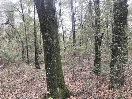 Property in Tuscaloosa County, Alabama