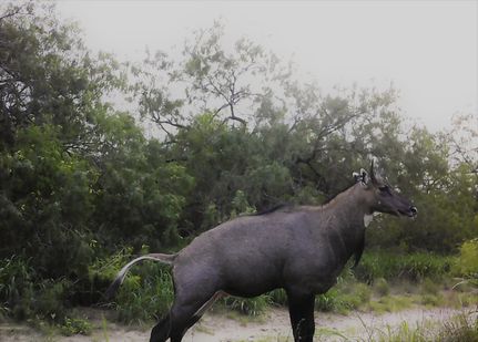 Property in Hidalgo County, Texas