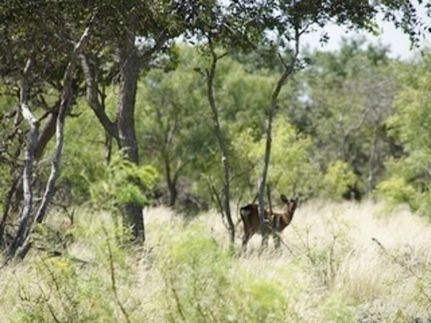 Property in Concho County, Texas