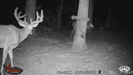 Property in Iron County, Missouri