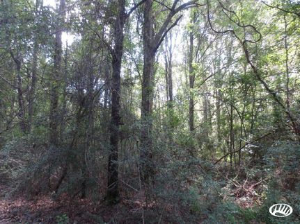 Property in Marion County, Mississippi