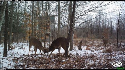 Property in Midland County, Michigan