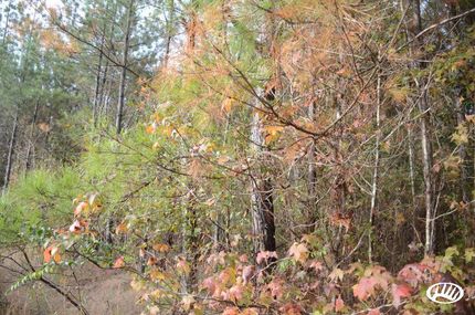 Property in Livingston Parish, Louisiana