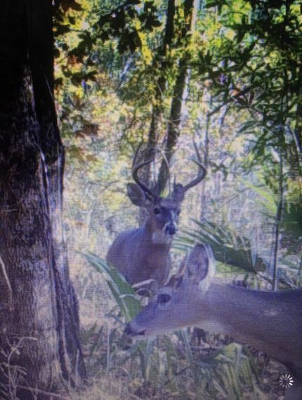 Property in Tensas Parish, Louisiana