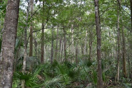 Property in Levy County, Florida