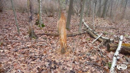 Property in Isabella County, Michigan