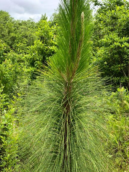 Property in Covington County, Alabama